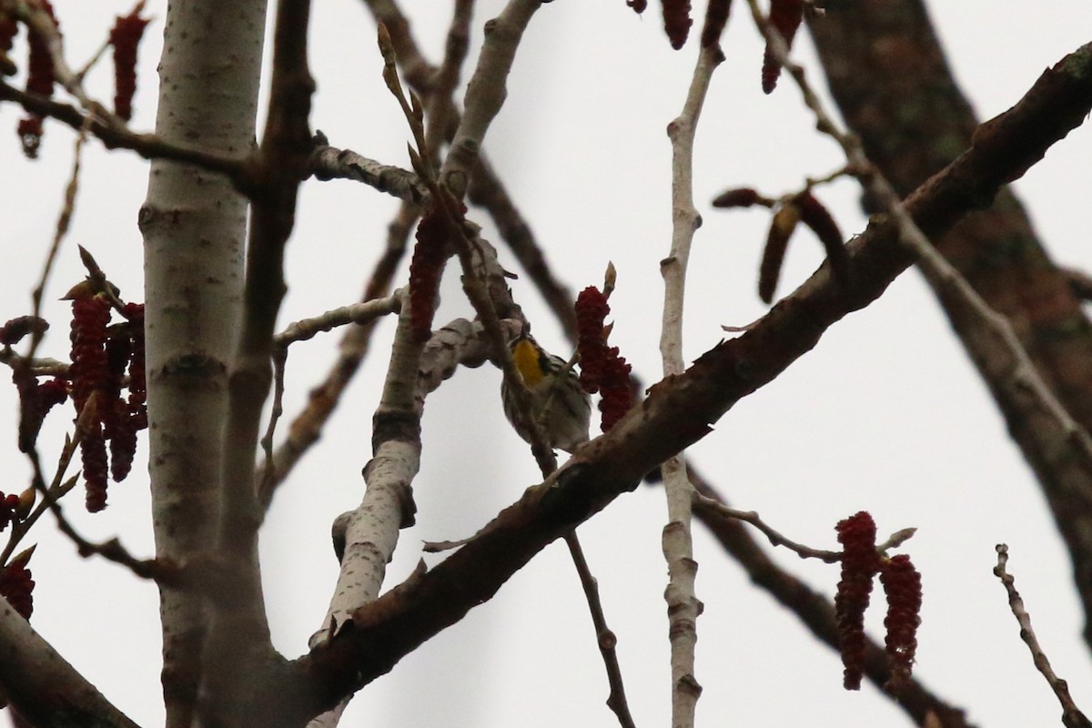 Yellow-throated Warbler - Deryl Nethercott