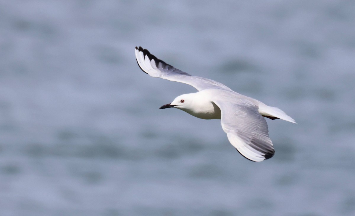 Slender-billed Gull - ML564876211