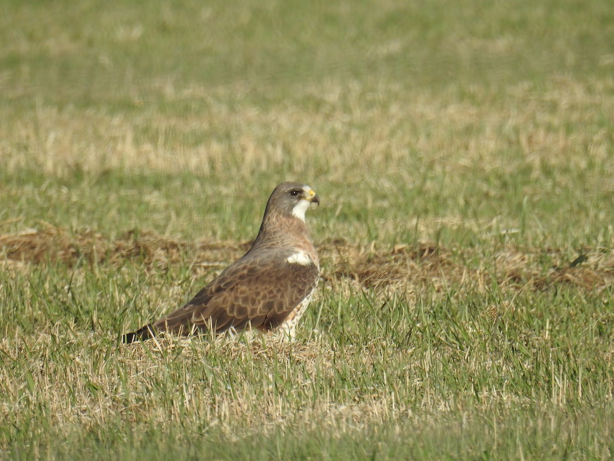 Swainson's Hawk - Linda Milam