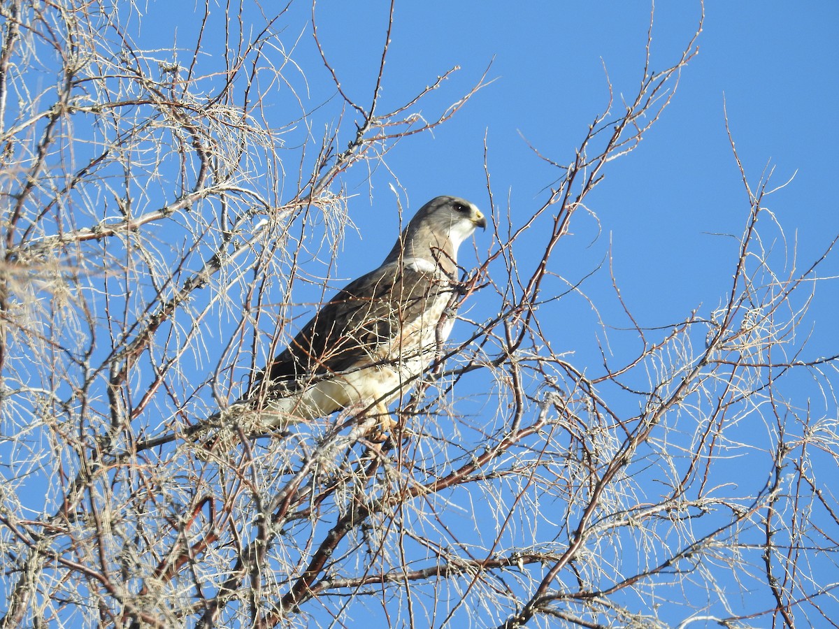 Swainson's Hawk - ML564876401