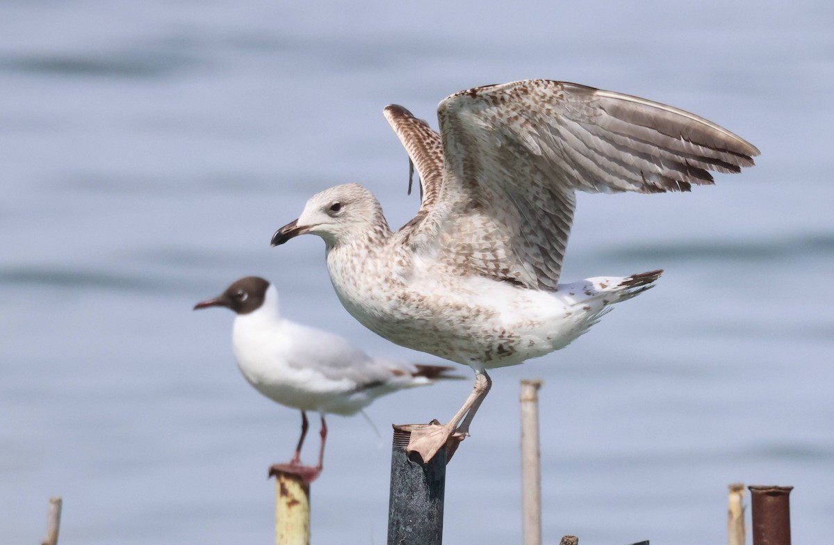 Yellow-legged Gull - Jesus Carrion Piquer