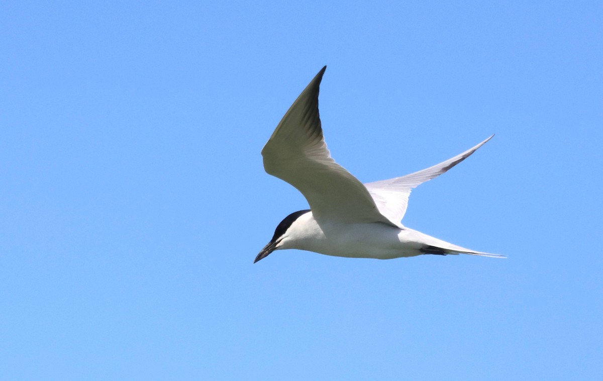 Gull-billed Tern - ML564876481