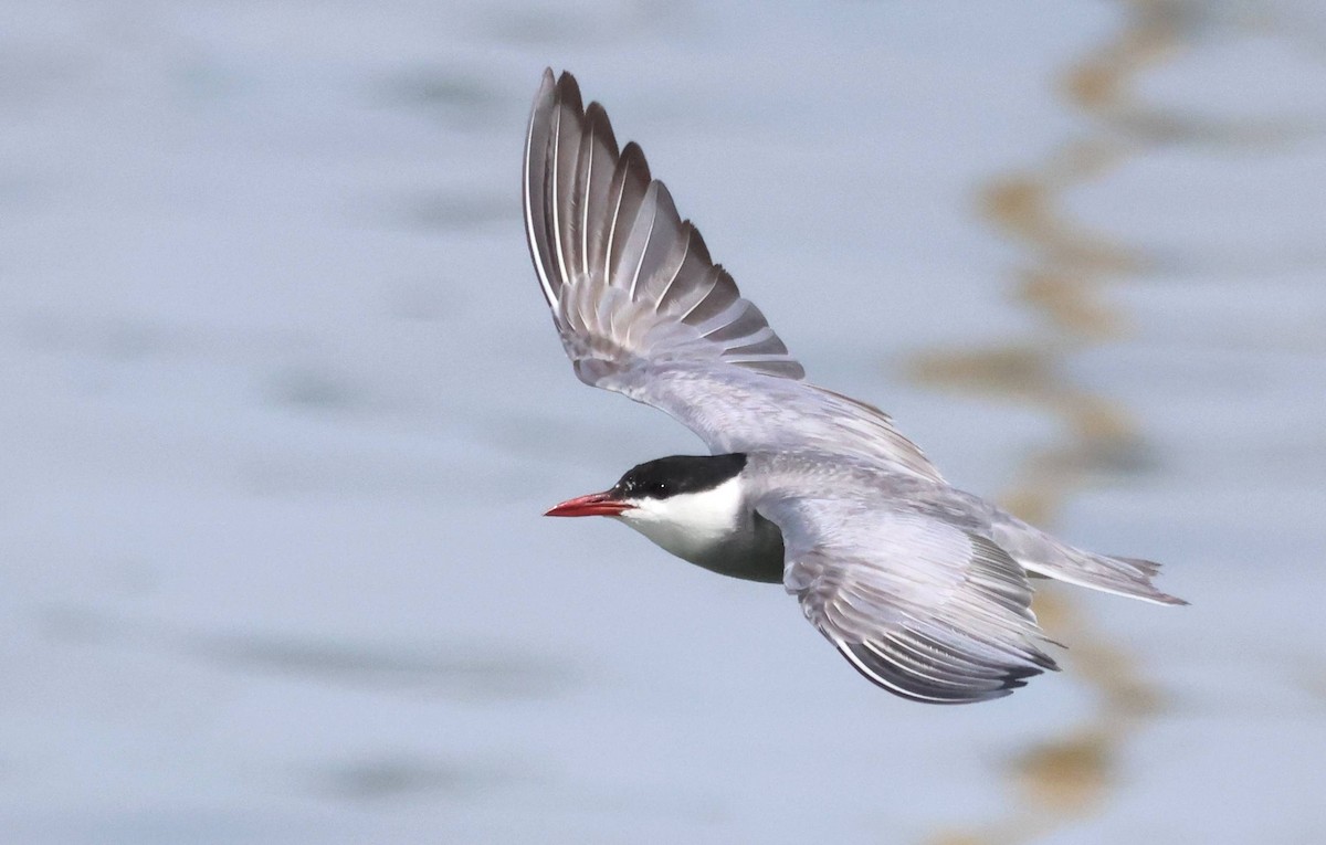 Whiskered Tern - Jesus Carrion Piquer