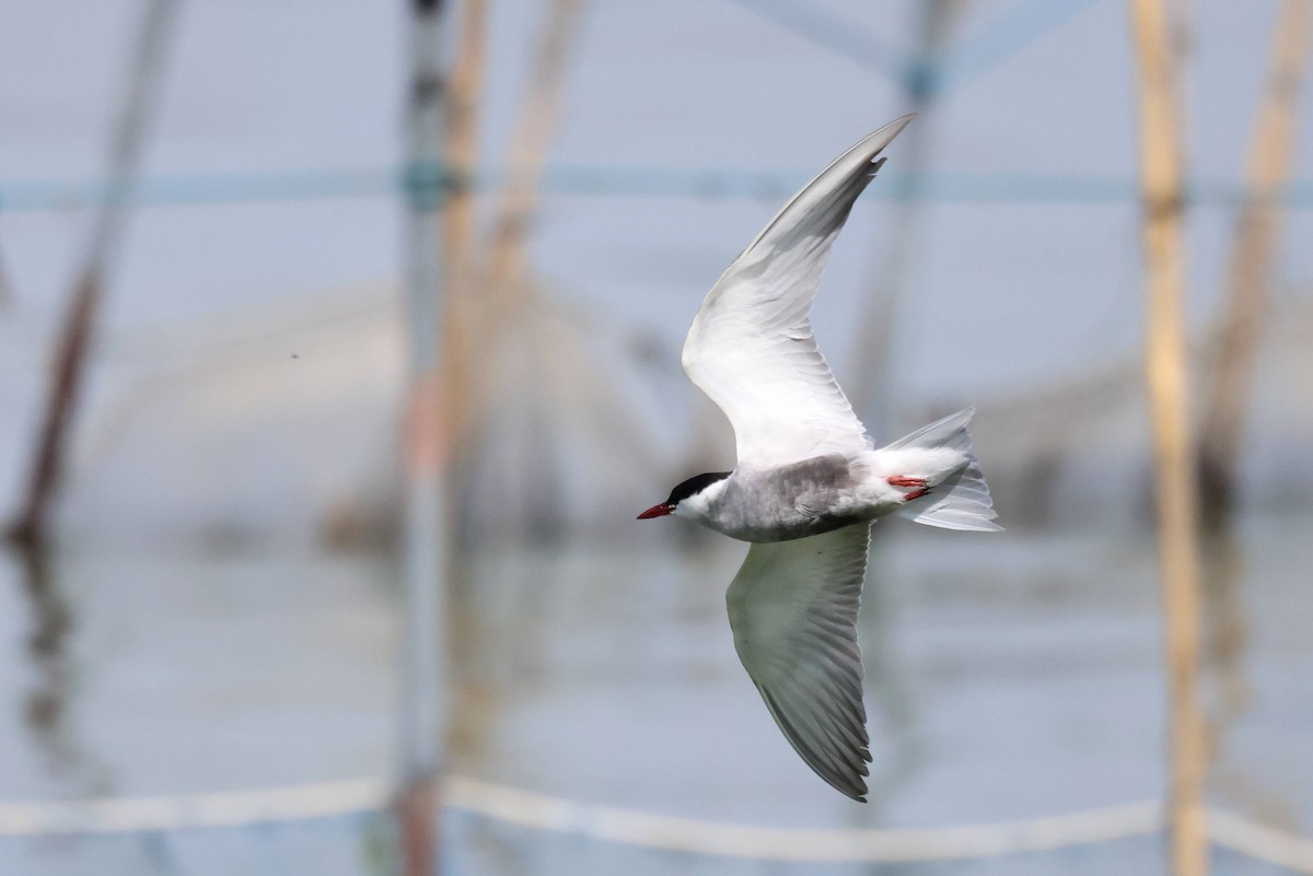 Whiskered Tern - ML564876571