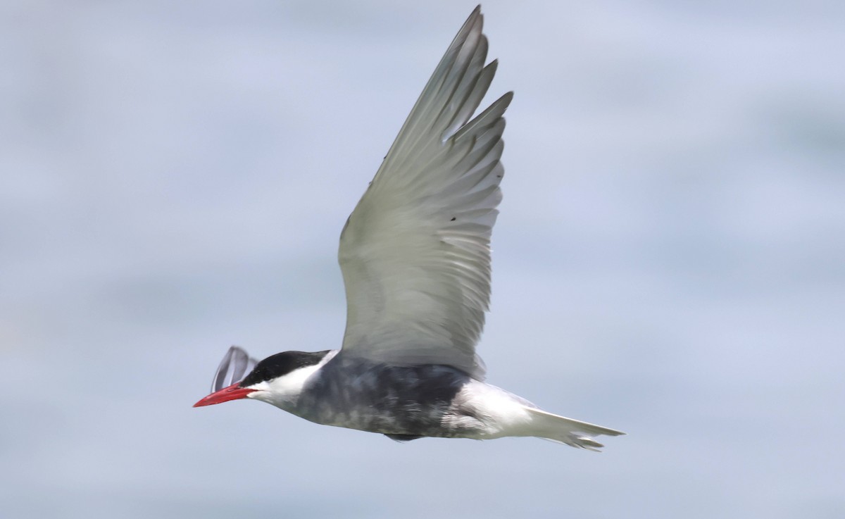 Whiskered Tern - Jesus Carrion Piquer