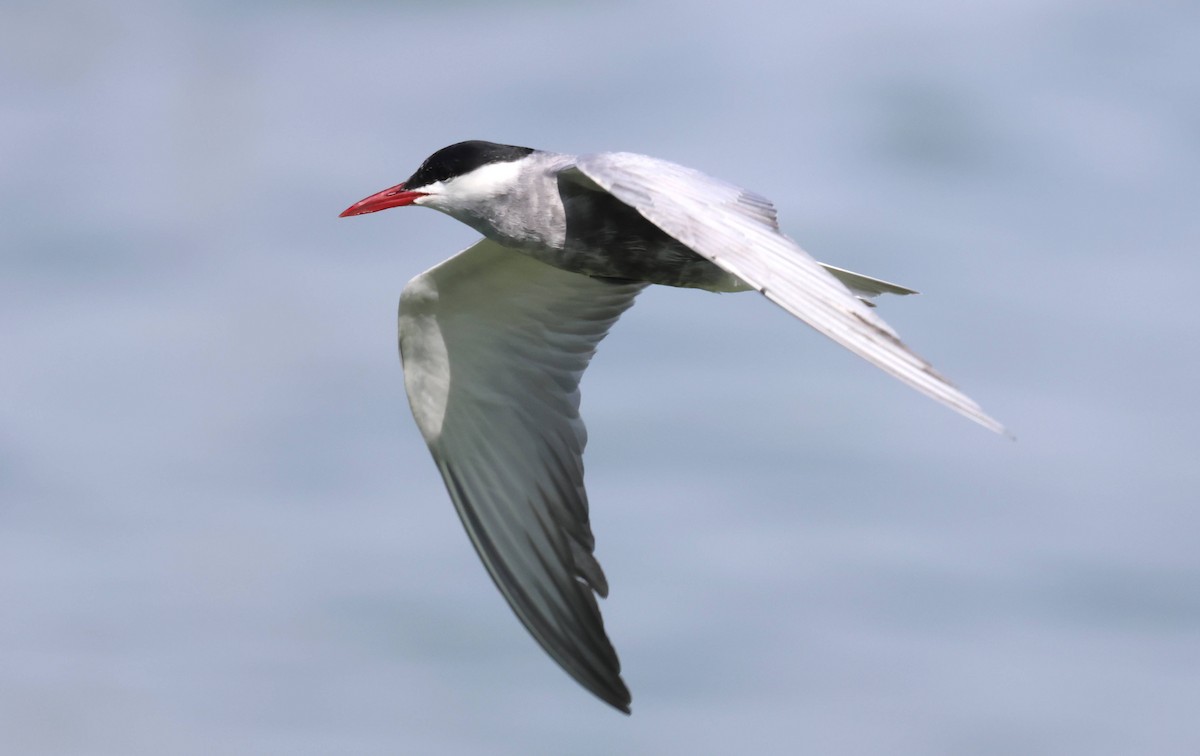 Whiskered Tern - ML564876751