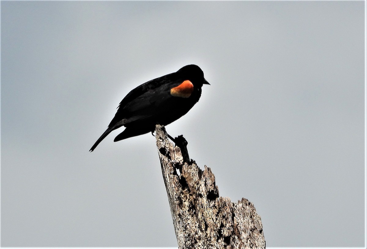 Red-winged Blackbird - ML564876861