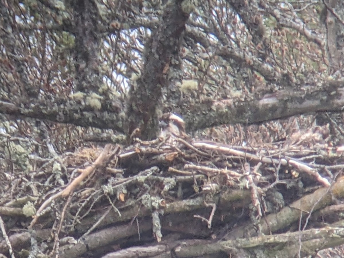 Osprey (Eurasian) - ML564879011