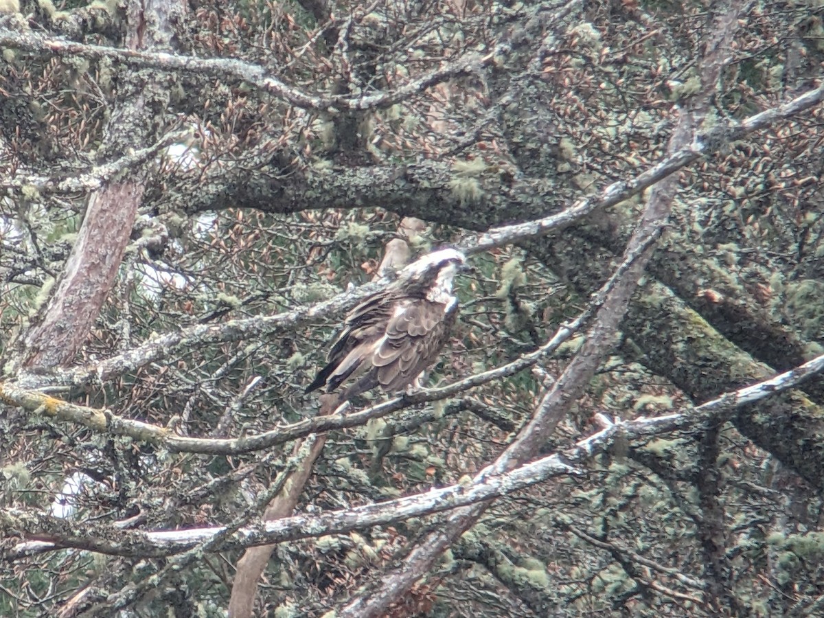 Osprey (Eurasian) - ML564879021