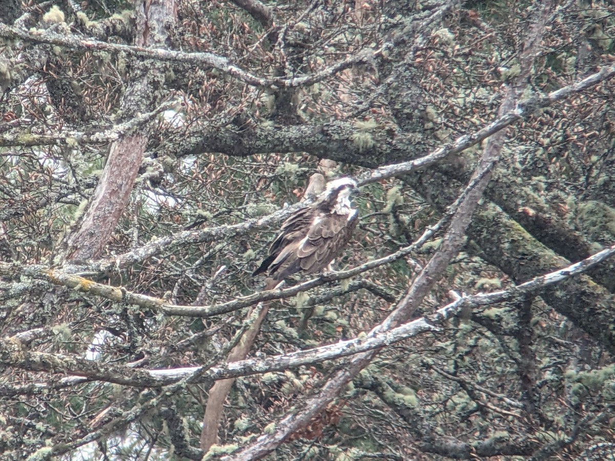 Osprey (Eurasian) - ML564879031