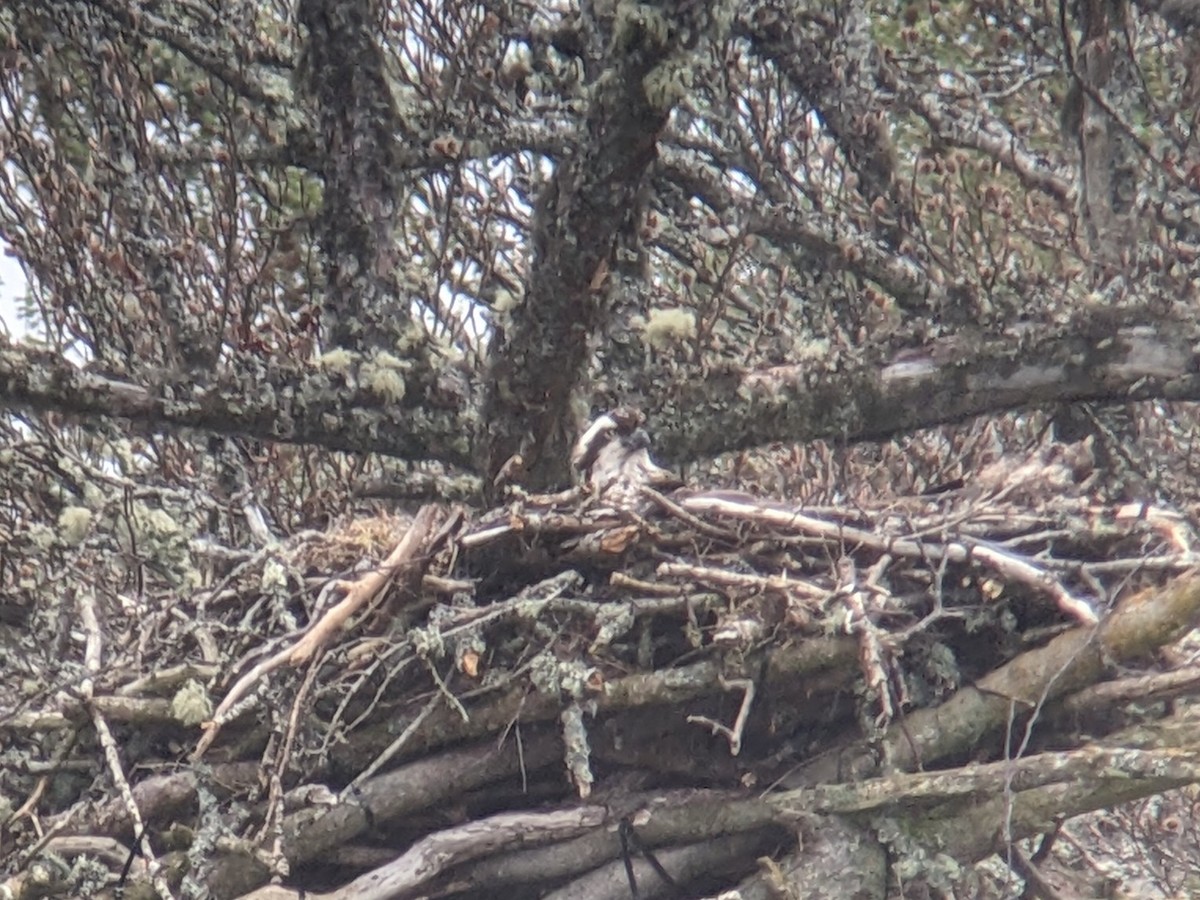 Osprey (Eurasian) - ML564879041