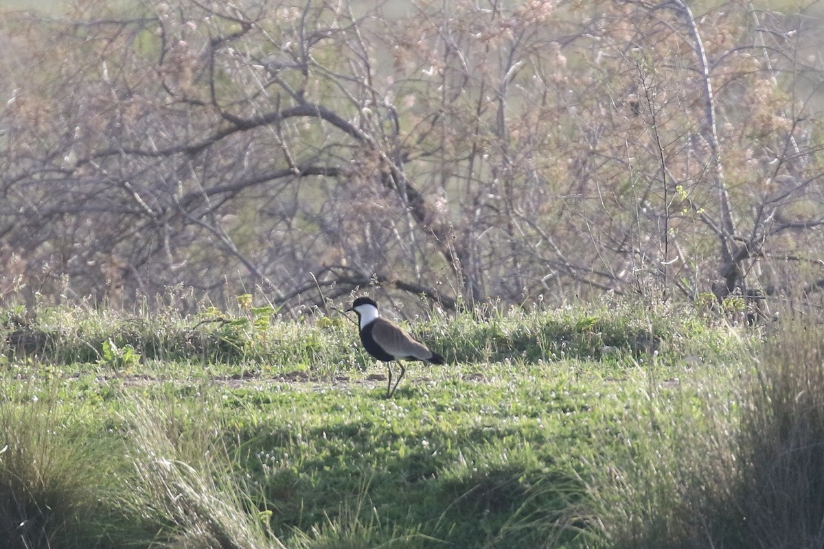 Spur-winged Lapwing - ML564879271