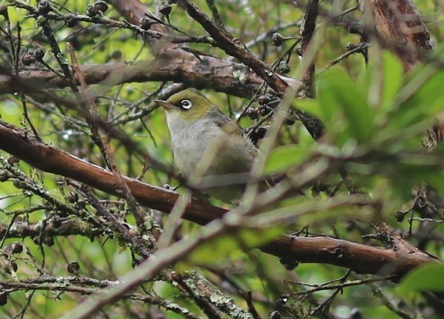 Silvereye - ML564879791