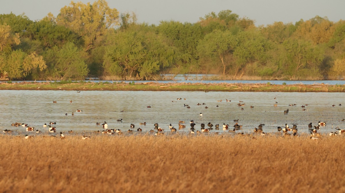 Northern Shoveler - ML564880981