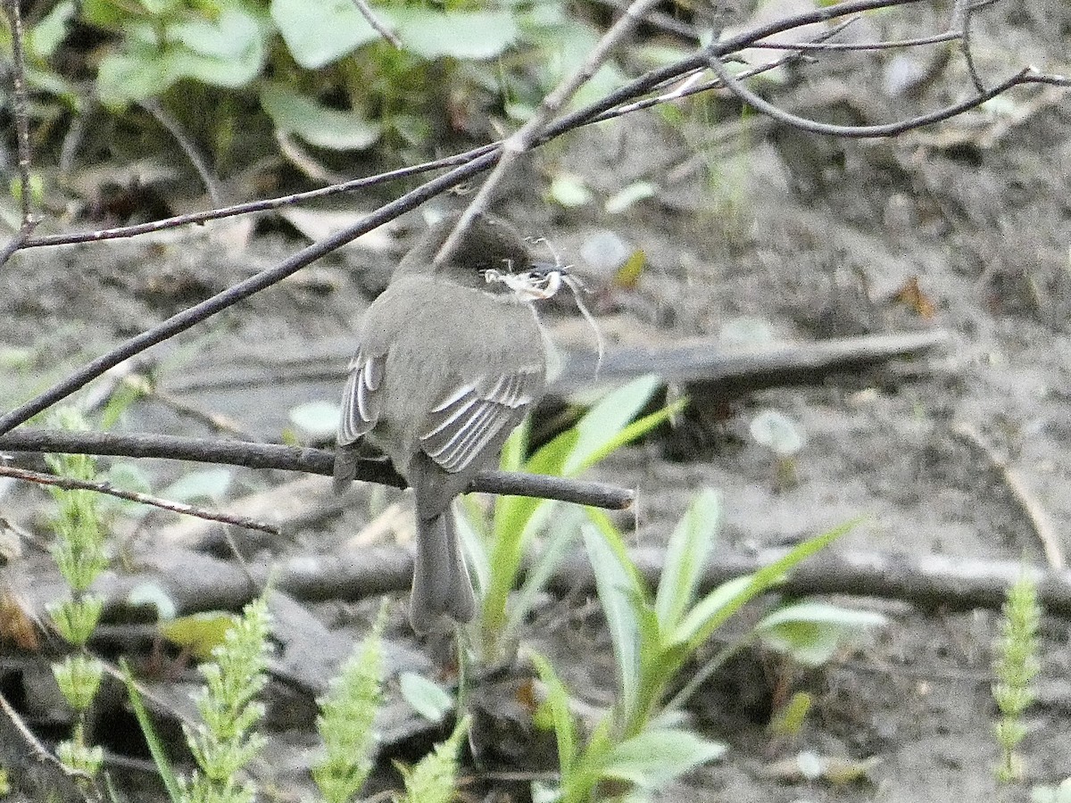 פיבי מזרחית - ML564881131