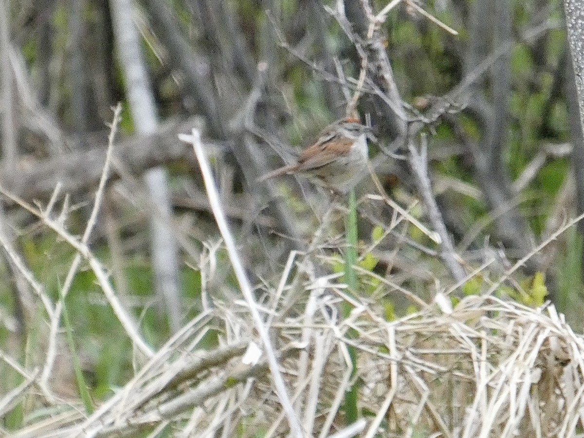 Swamp Sparrow - ML564881321