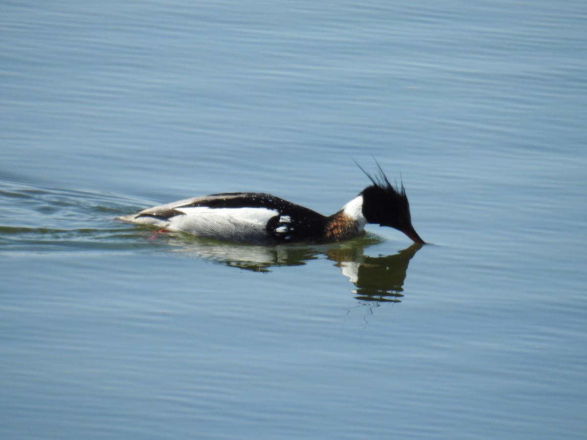 Red-breasted Merganser - ML564881841