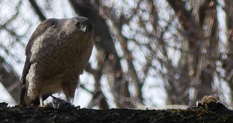 Cooper's Hawk - ML564882111