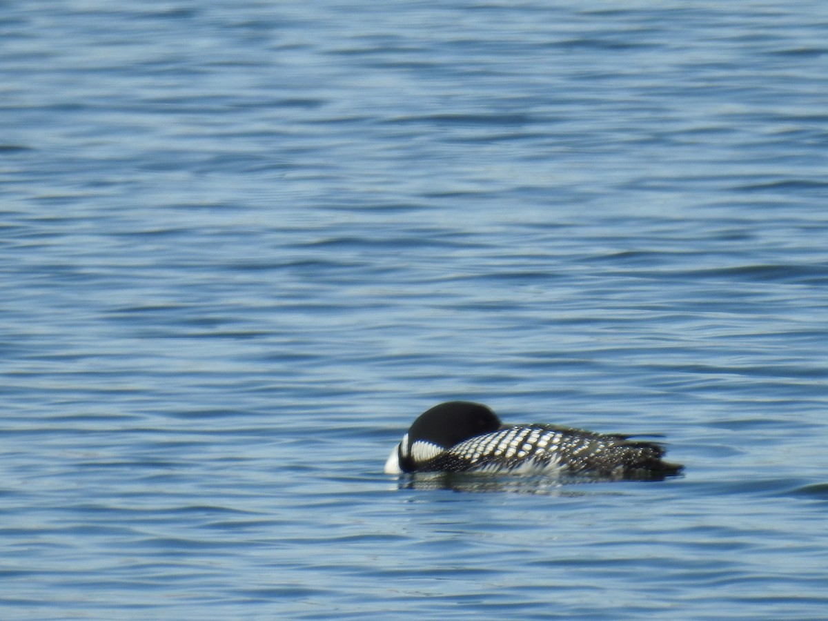 Common Loon - ML564882251