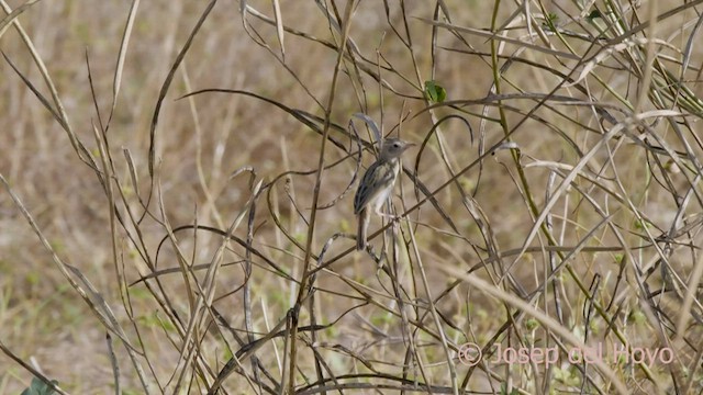 Cistícola del Kalahari - ML564882891