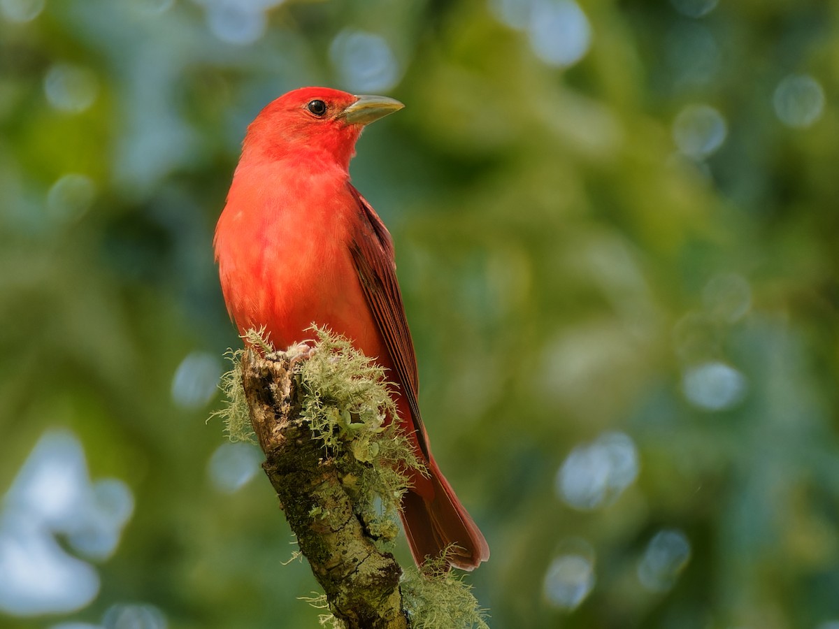 Piranga Roja - ML564883071