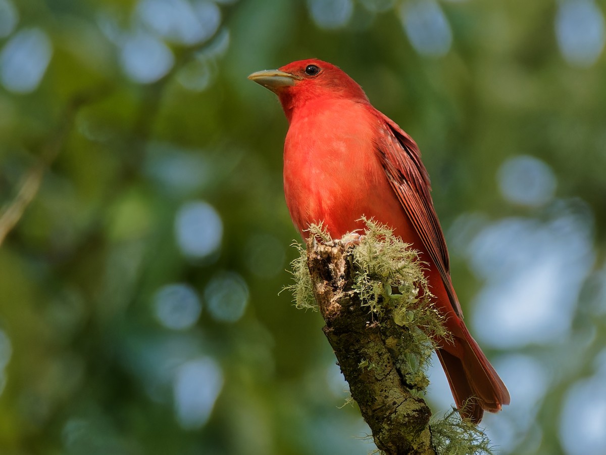 Summer Tanager - ML564883391