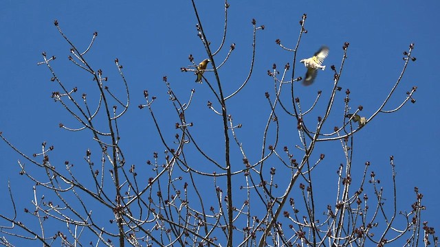 Sarı Kaşlı Kocabaş - ML564883401