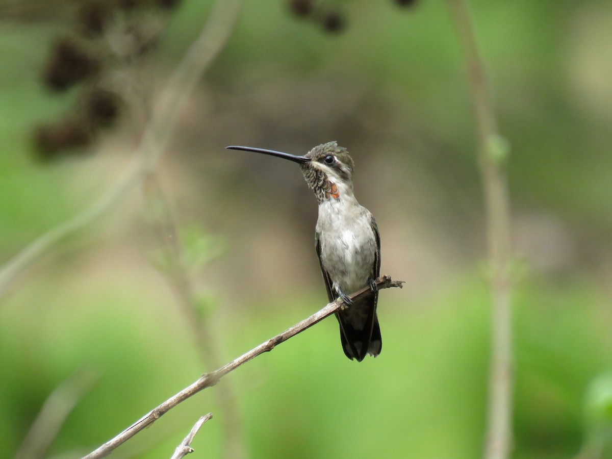 Plain-capped Starthroat - ML56488401