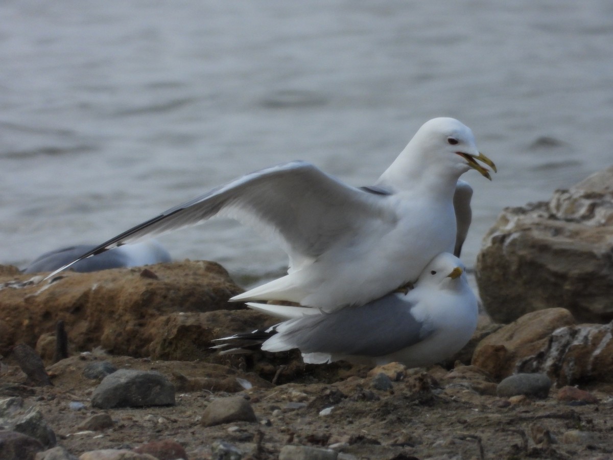 Common Gull - ML564884401