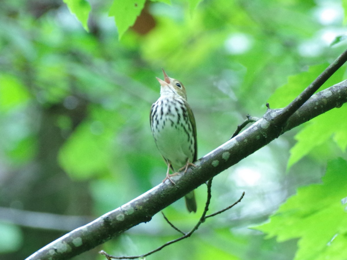 Ovenbird - ML564884791