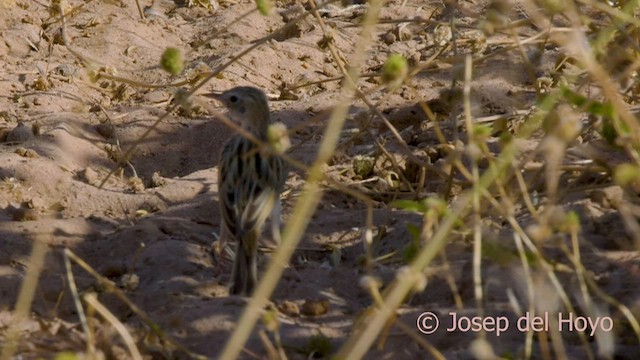 Desert Cisticola - ML564885121