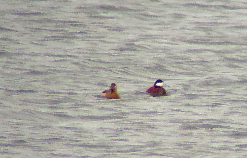 Ruddy Duck - ML564886411