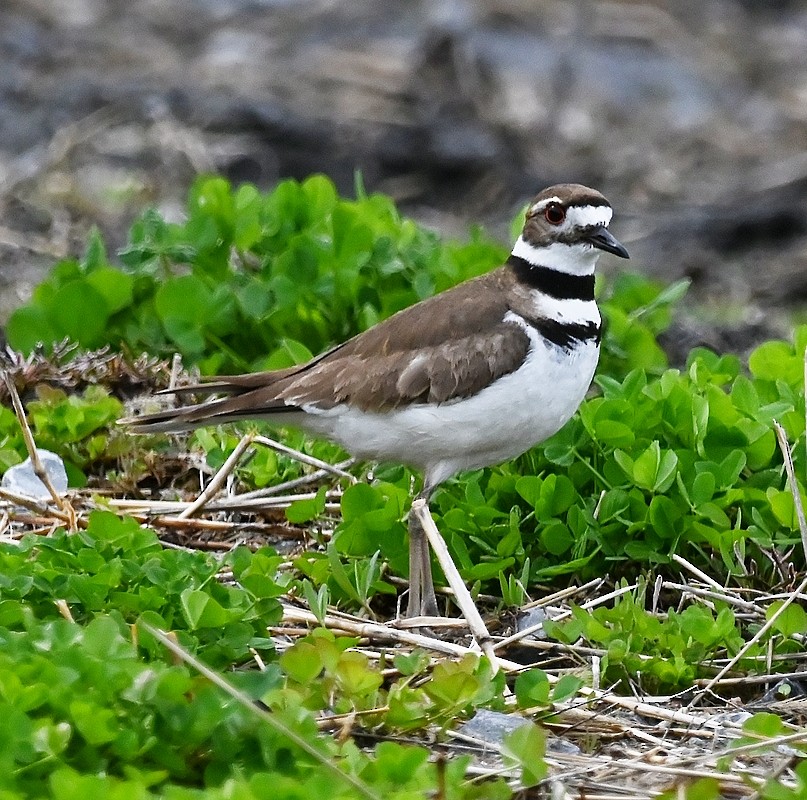 Killdeer - ML564886561