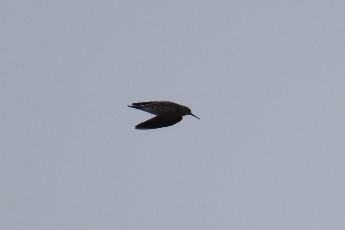 Solitary Sandpiper (solitaria) - ML56488691