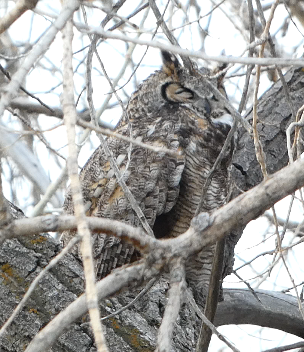 Great Horned Owl - ML564887191