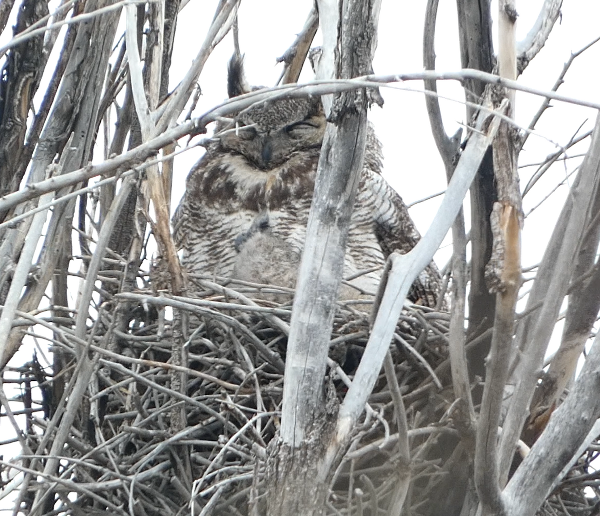 Great Horned Owl - ML564887211