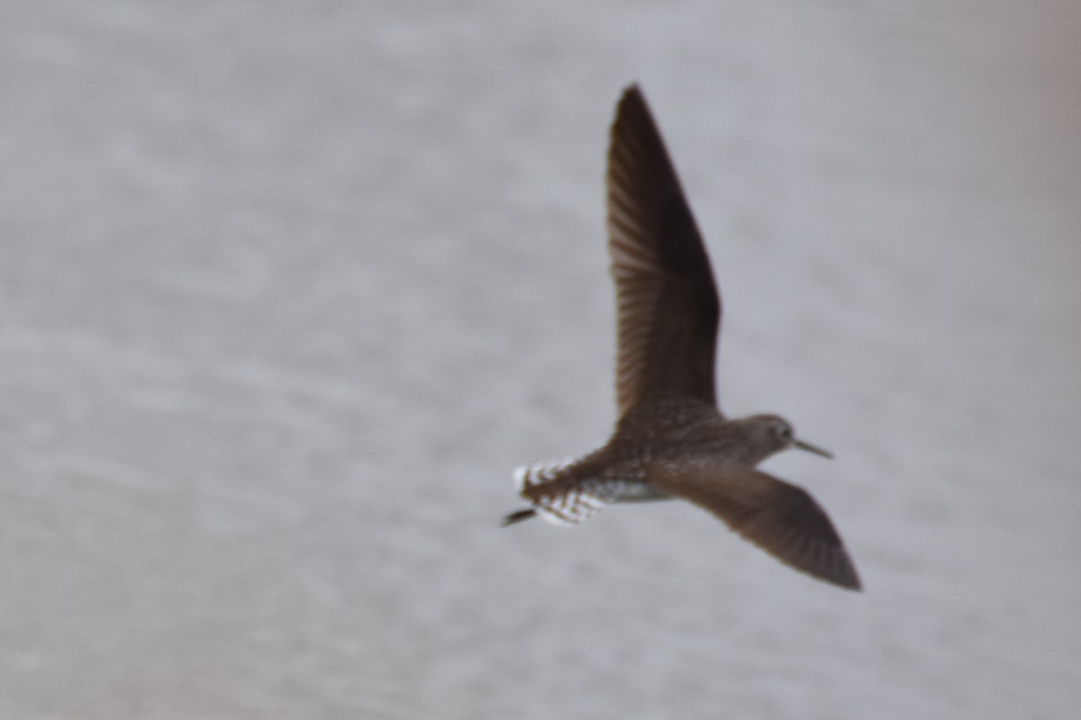 Solitary Sandpiper (solitaria) - ML56488791