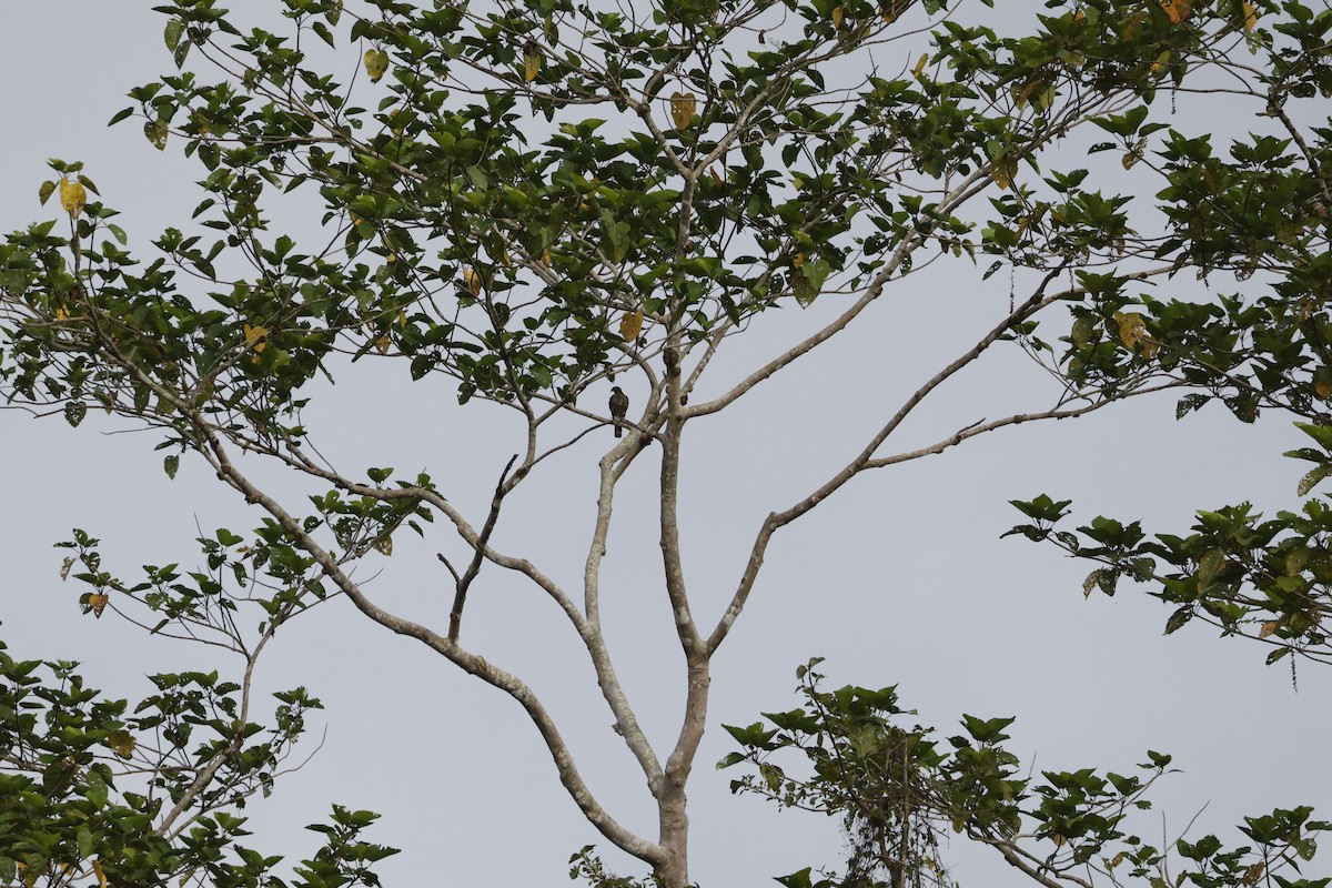 Джунглевый хохлатый орёл - ML564888891