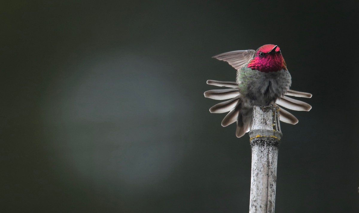 Colibrí de Anna - ML564890071