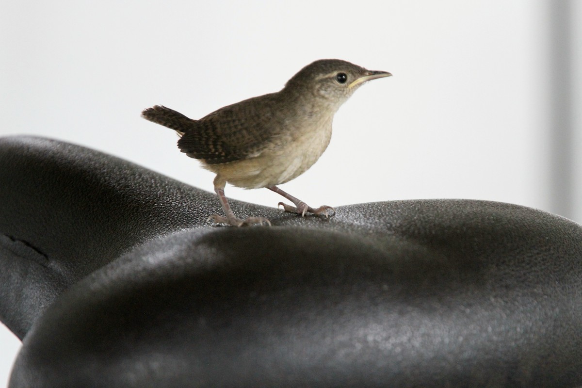 House Wren (Southern) - ML56489021