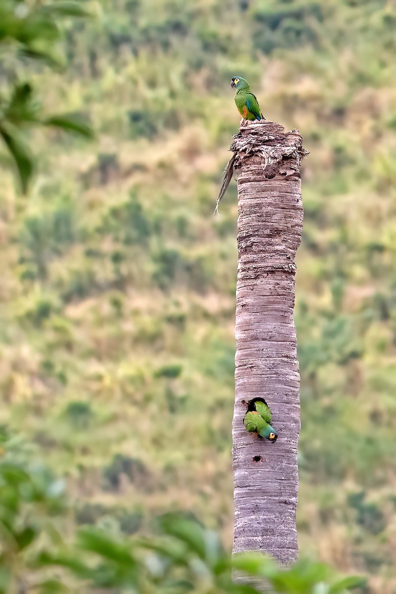 Blue-winged Macaw - ML564890851