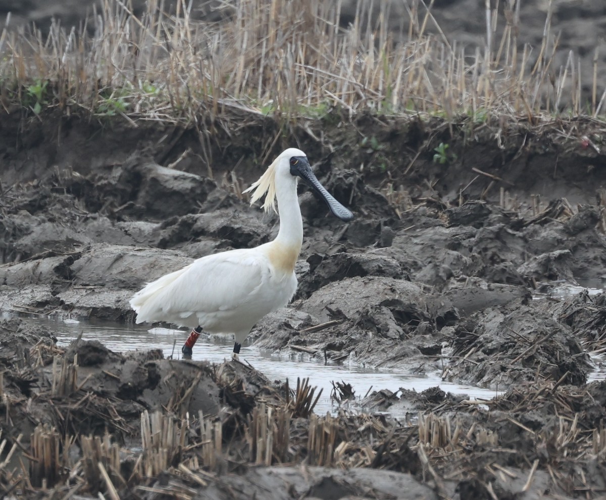 Black-faced Spoonbill - ML564891051