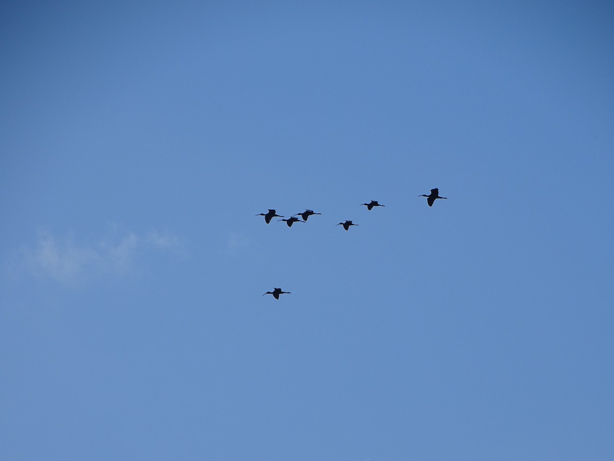 Glossy Ibis - ML564891141