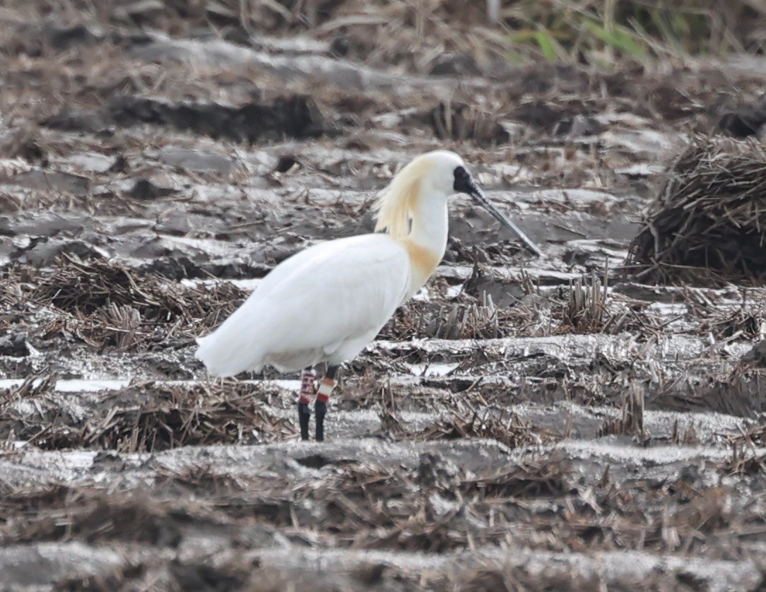 Black-faced Spoonbill - ML564891241