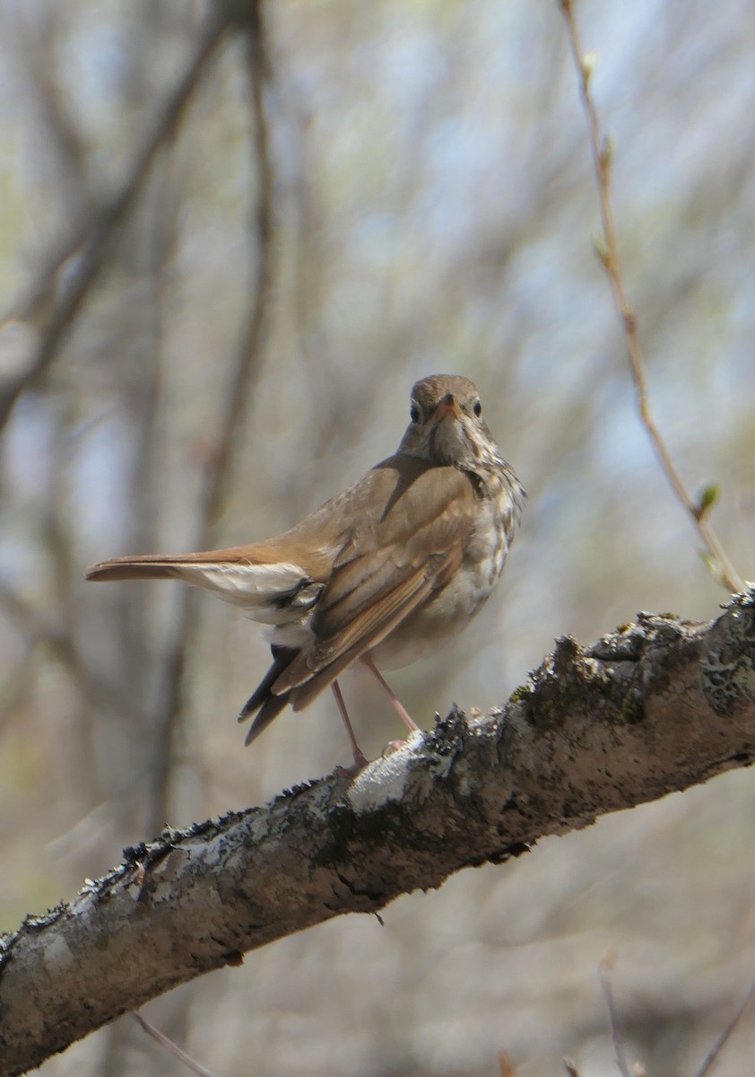 Hermit Thrush - ML564891441