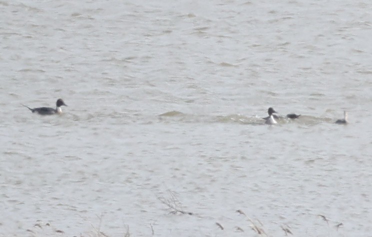 Northern Pintail - Kisup Lee