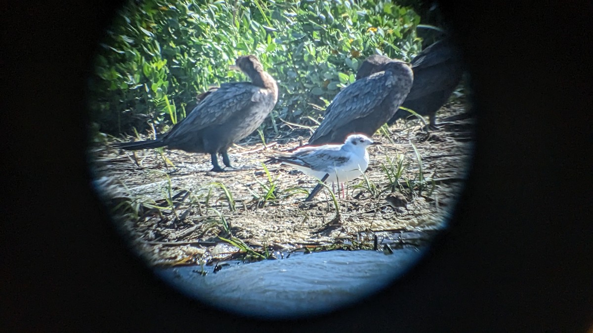 Bonaparte's Gull - ML564892401