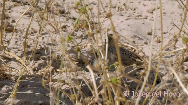 Singing Bushlark - ML564893161