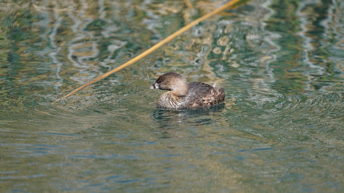 Pied-billed Grebe - donald smith