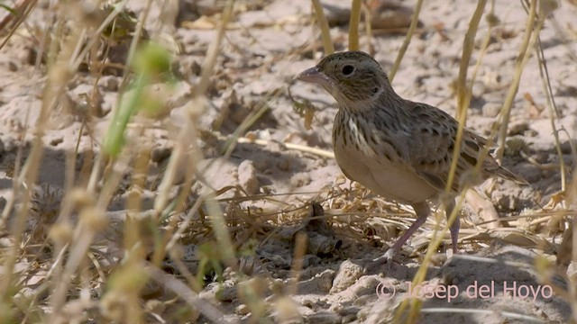 Singing Bushlark - ML564895431